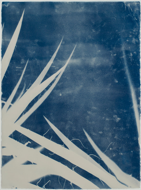 Meg Madison, No 179 Mojave Yucca from “Jemez Homestead /Stolen Land” project, 30” x 22", Cyanotype photogram of Yucca plant on grey Rives BFK paper									